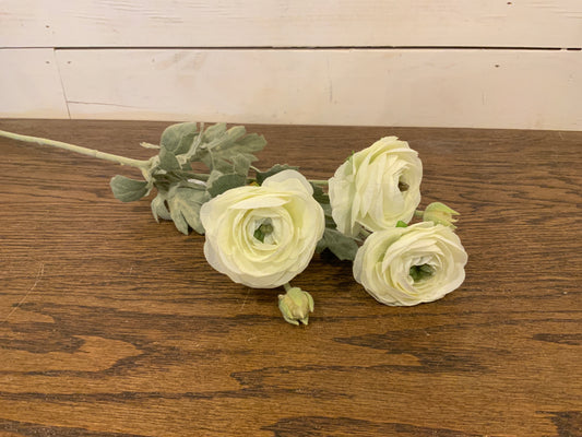 White Ranunculus