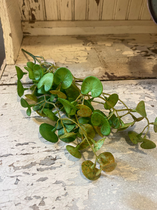 Real Touch Pilea